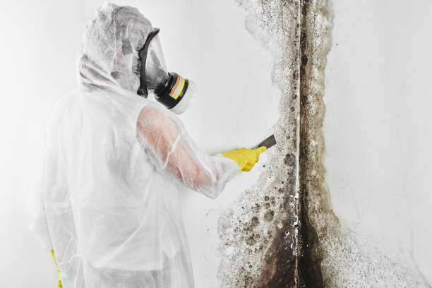 Best Professional Mold Removal  in Liberty Triangle, FL