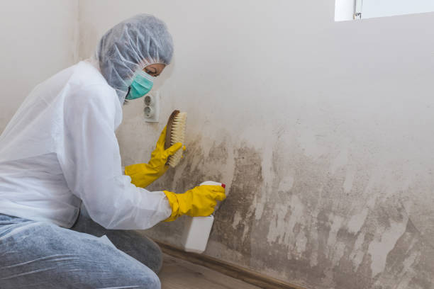 Best Professional Mold Removal  in Liberty Triangle, FL
