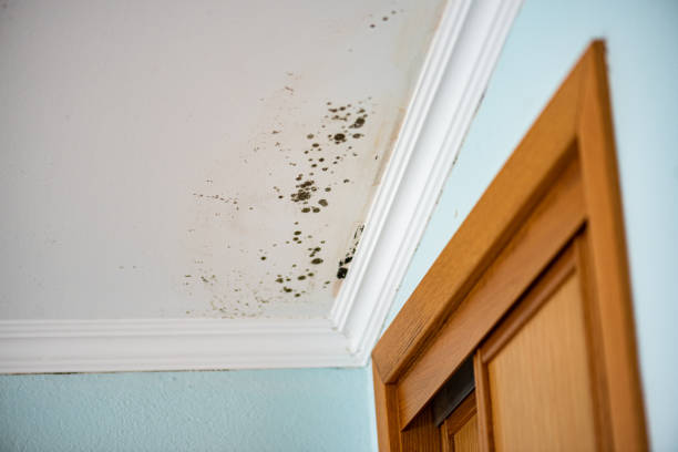 Best Certified Mold Removal  in Liberty Triangle, FL