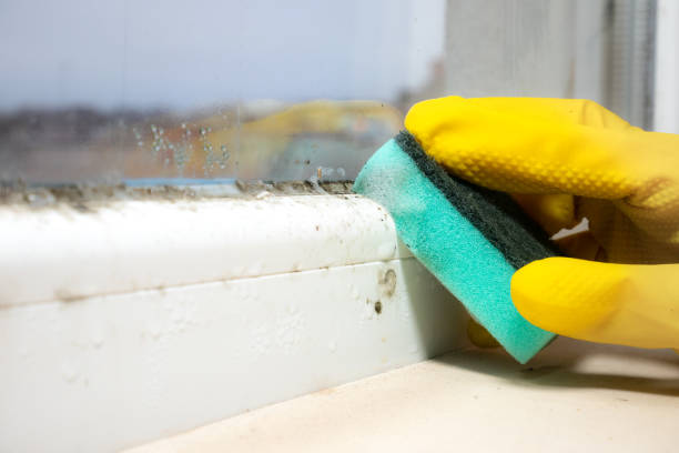 Best Best Mold Removal Companies  in Liberty Triangle, FL