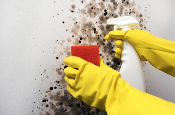 Best Mold Testing  in Liberty Triangle, FL