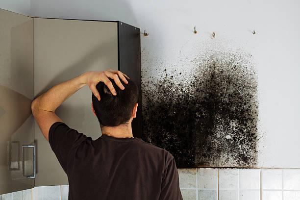 Best Emergency Mold Removal  in Liberty Triangle, FL